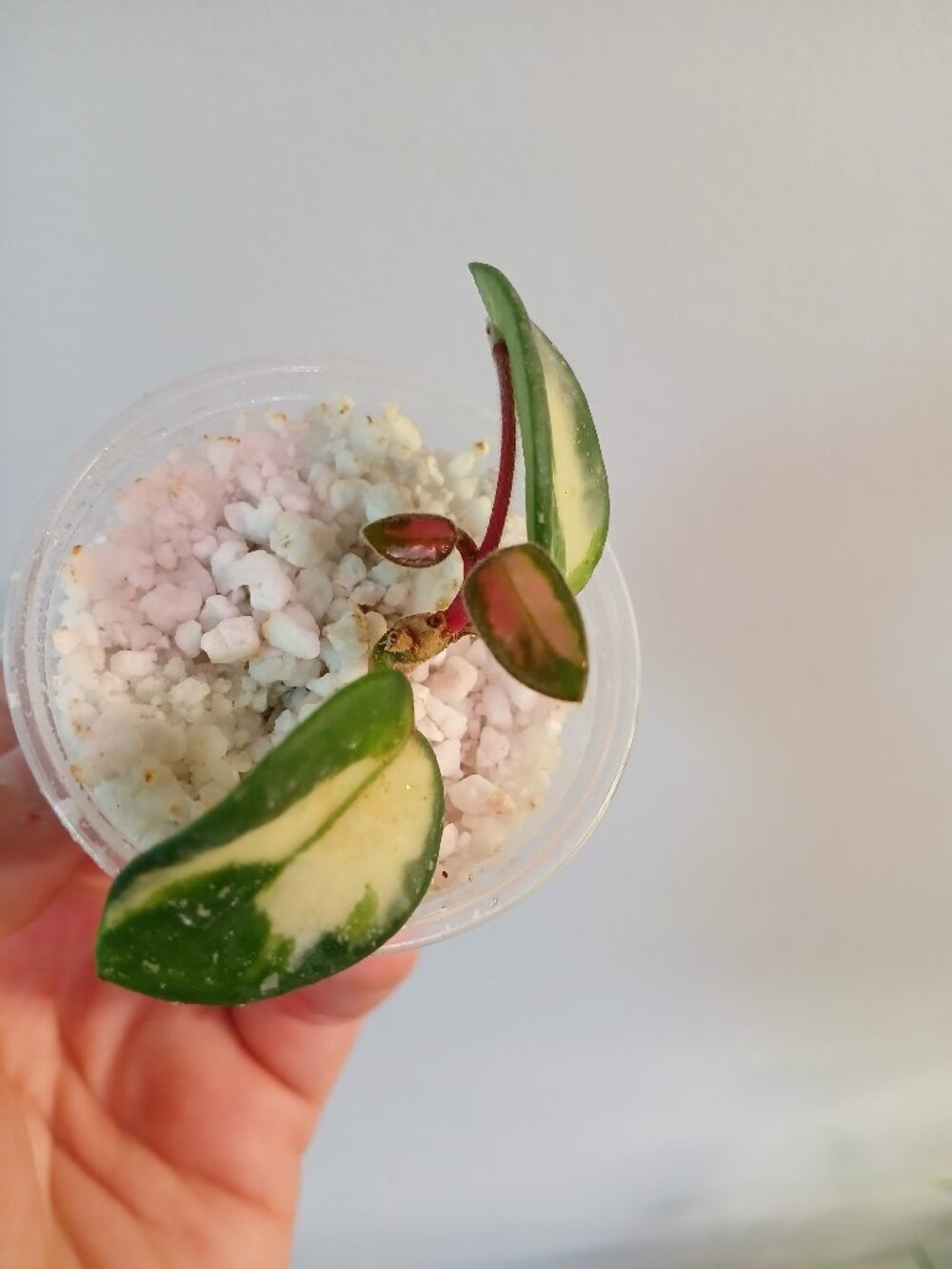 Hoya Mathilde Varigated-SOLD, cross listed - Picture 6 of 8
